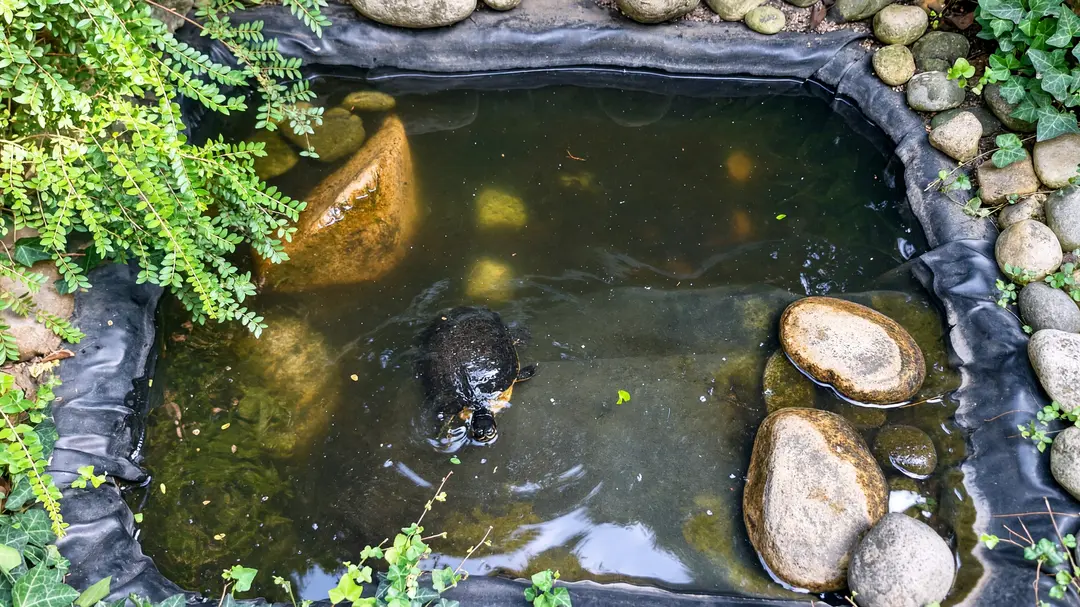 Laghetto da giardino rivestito con telo in PVC nero, bordato di sassi e piante, con una tartaruga che nuota